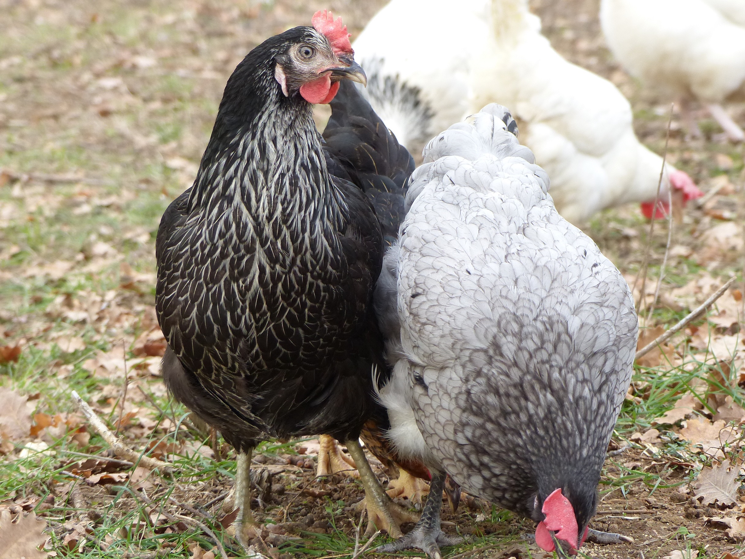 Vari T S Poules Pondeuses Elevage Saint Marcellin Elevage St Marcellin